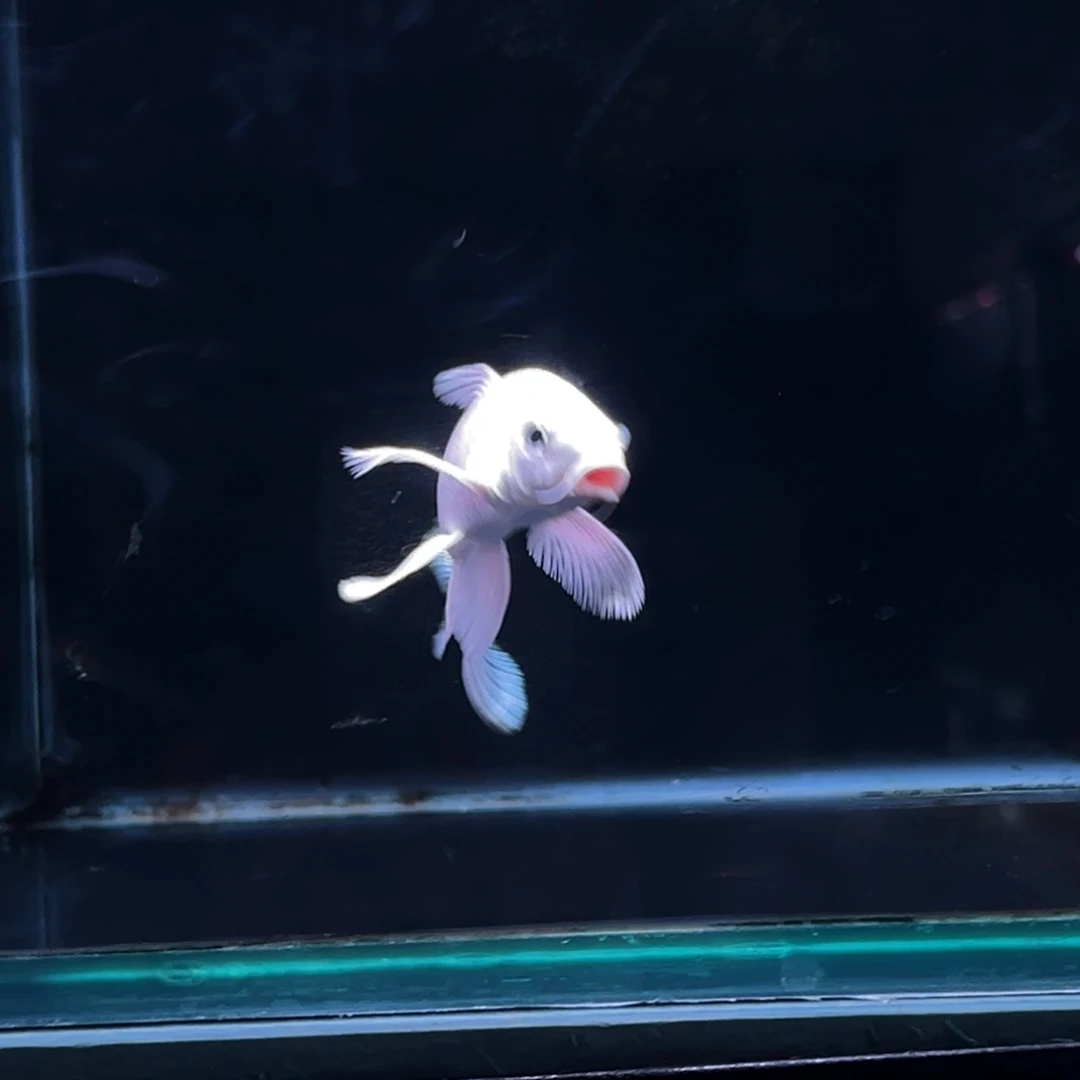 海水鱼6****5精品蝴蝶鲤