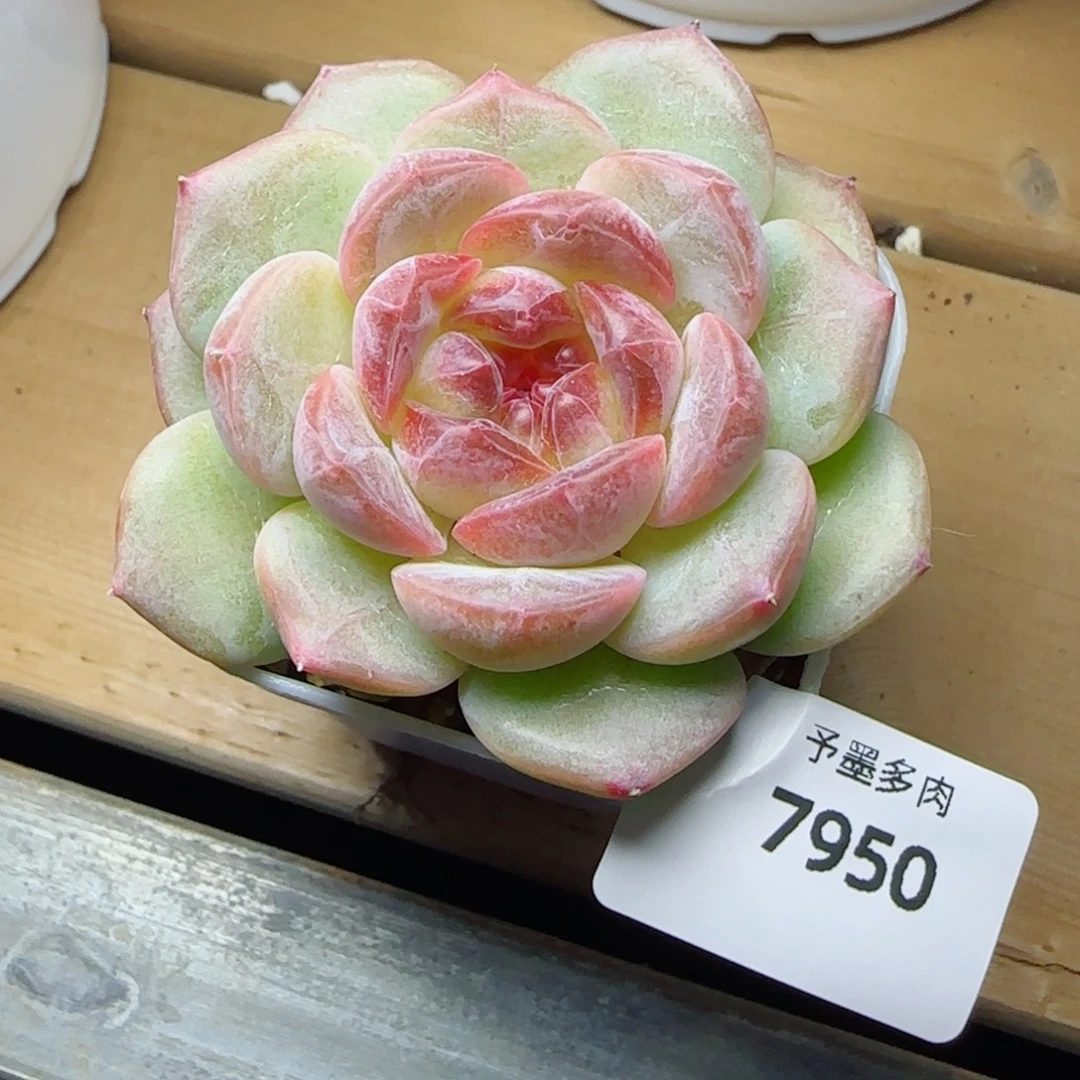 彩虹方糖，7950多肉植物