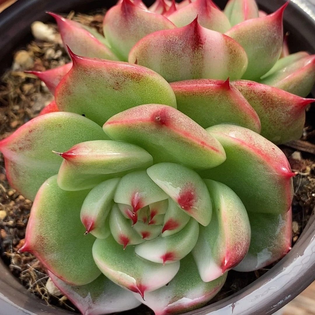 吉娃娃锦 小方花圃一物一拍