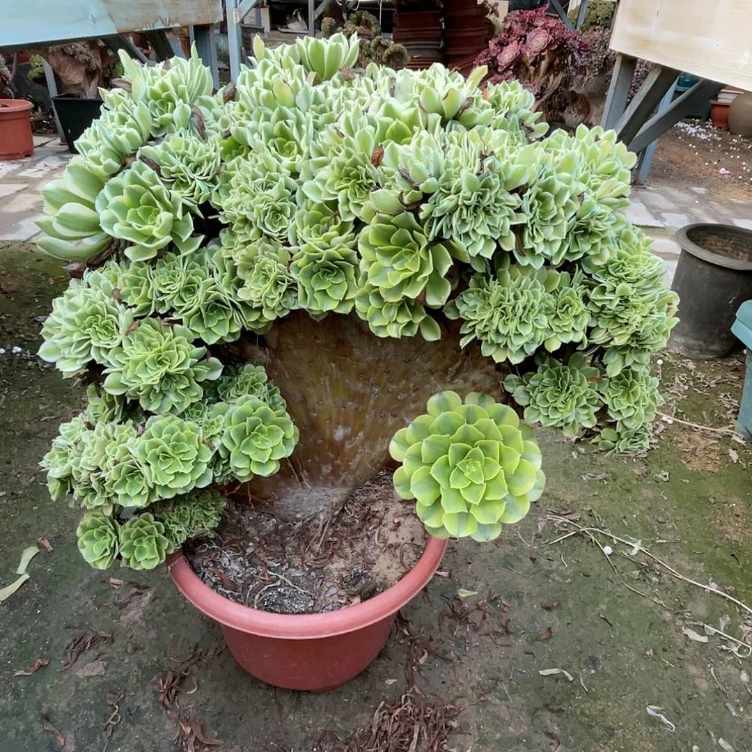 【闪购商品】全部花朵绿豆沙