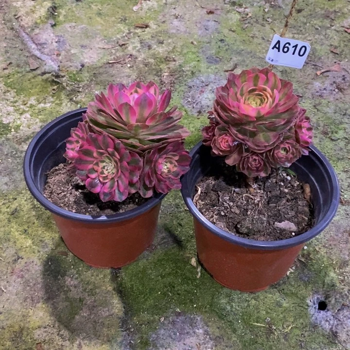 两颗荔枝多肉植物610