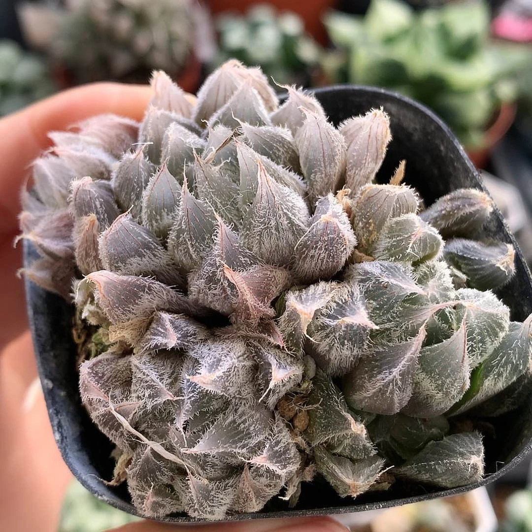 毛玉露带盆土发货发货tkut