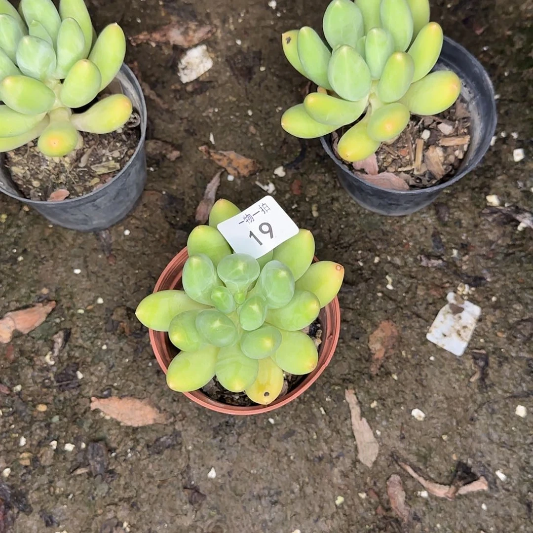 花**梦19号 一物一拍