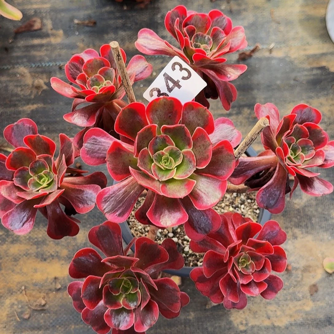 343爱神法师植物多肉