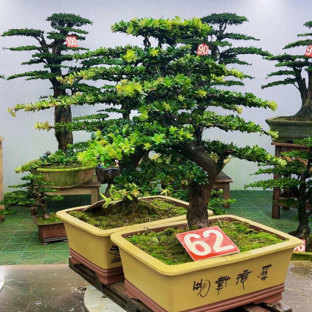 【闪购商品】无花朵罗汉松盆景作品欣赏与
