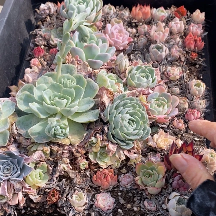 69 多肉植物盆栽花卉