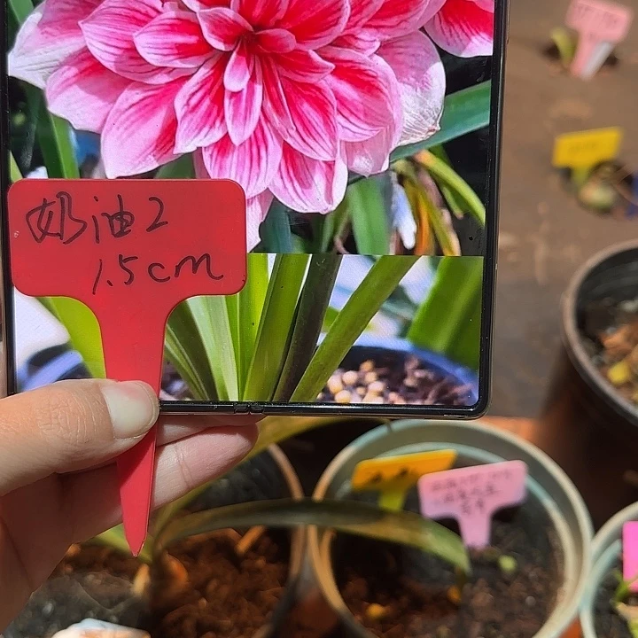 粉奶油2 1.5厘米寄养