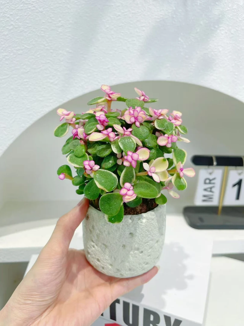 金枝玉叶桌面小盆栽四季开花多肉植物室内绿植办公室懒人好养花卉