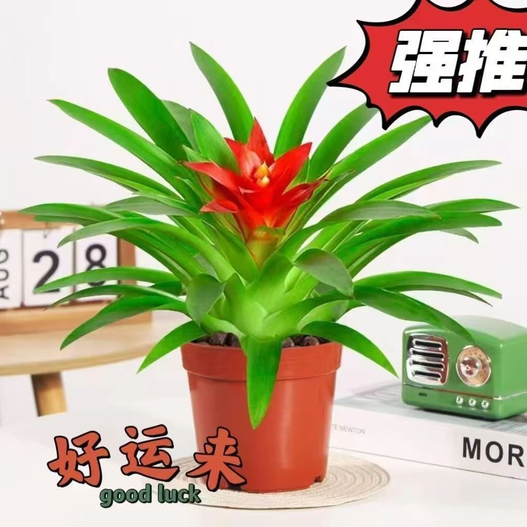 小红星鸿运当头盆景室内植物红花卉盆栽绿植凤梨阳台办公客厅