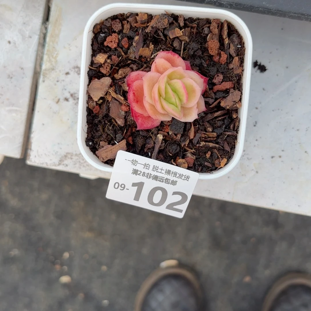 一****鸟冰玫瑰锦多肉多肉