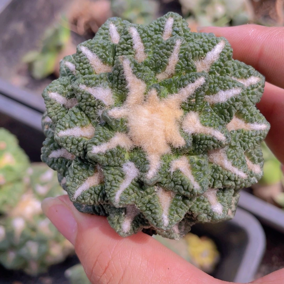 自根特价螺旋黑牡丹