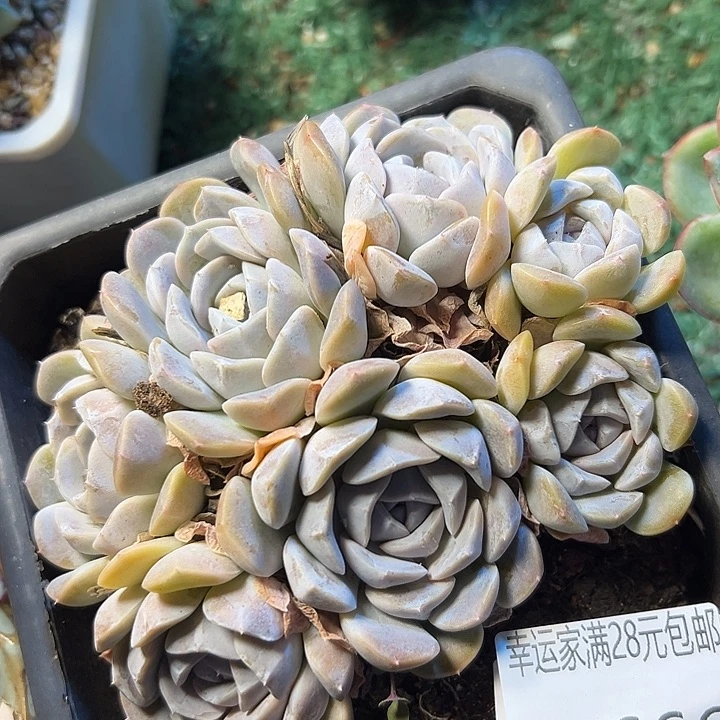 幸运的是我还没遇到你的