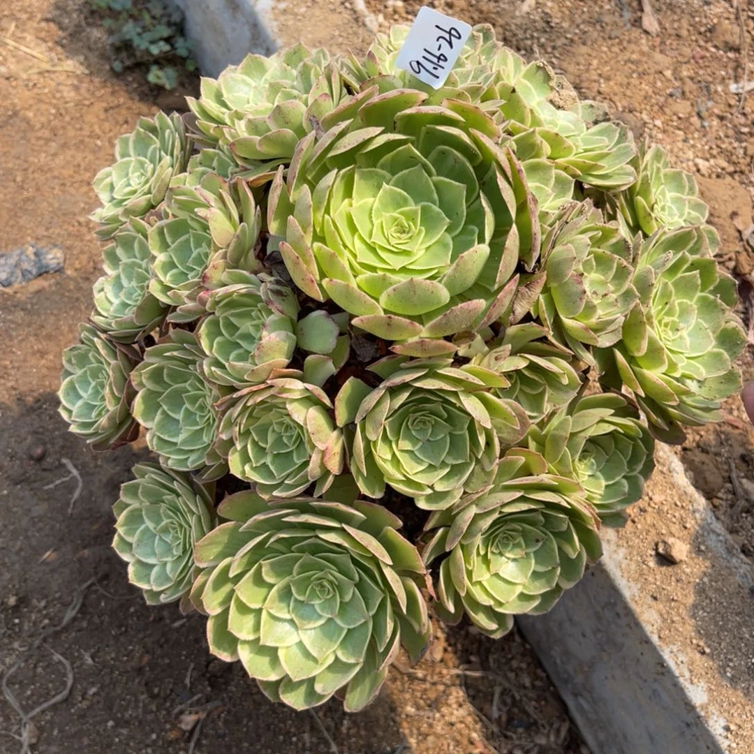 9-16-26莲花座法师锦多肉