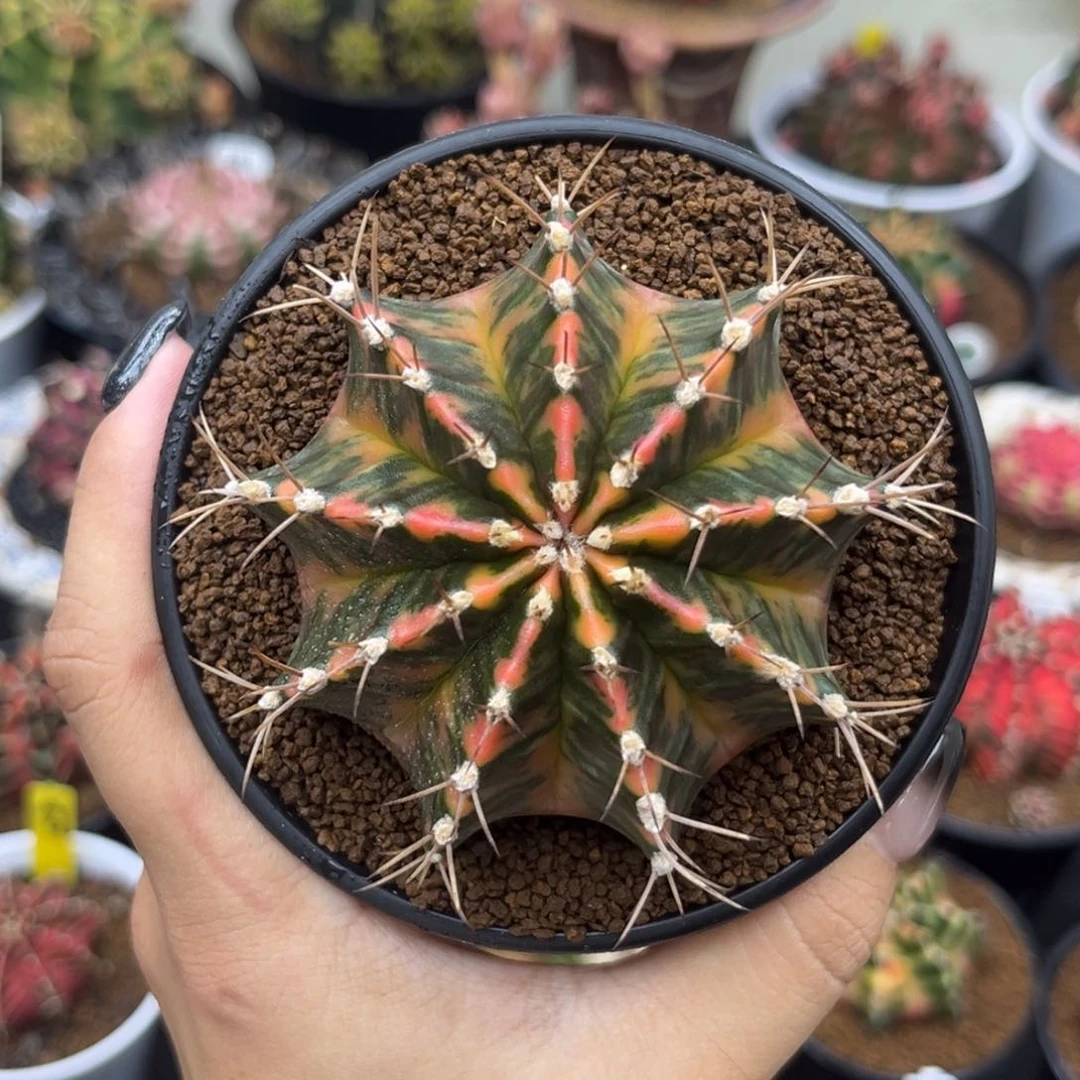 泰系米哈锦 实生 带盆土发货