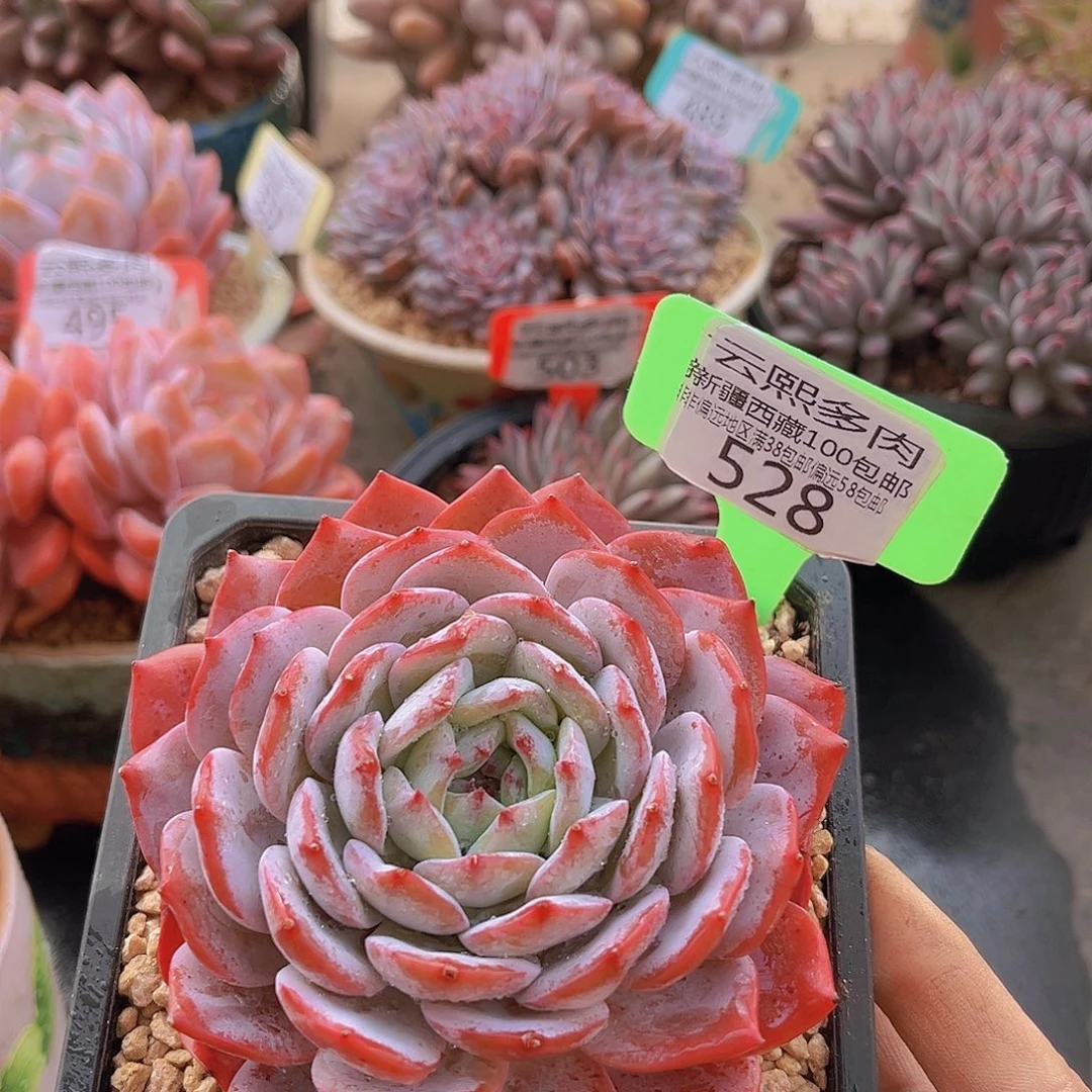 殊棋多肉植物528