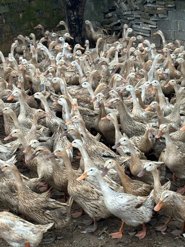 农家散养青壳4号高产蛋鸭1年老鸭高产鸭年产蛋300枚蛋邮可现杀