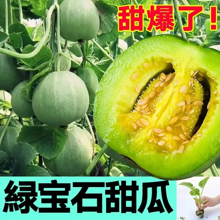 甜掉牙绿宝石甜瓜苗秧带土球青皮口感软糯香甜四季盆栽爆好吃
