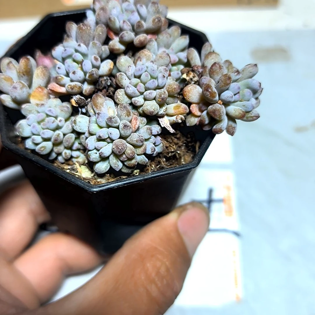 满6元包邮，蓝豆八角盆多肉