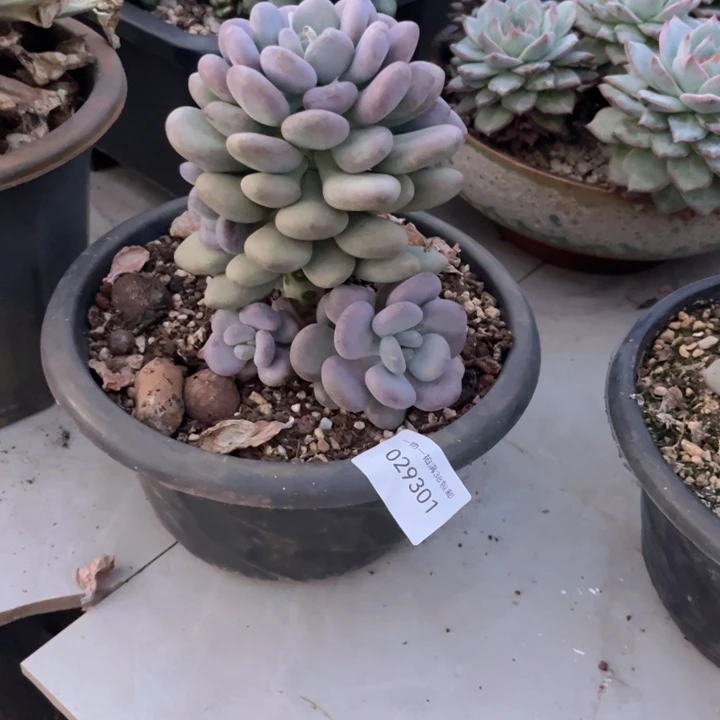 小***福多肉一物一拍9301