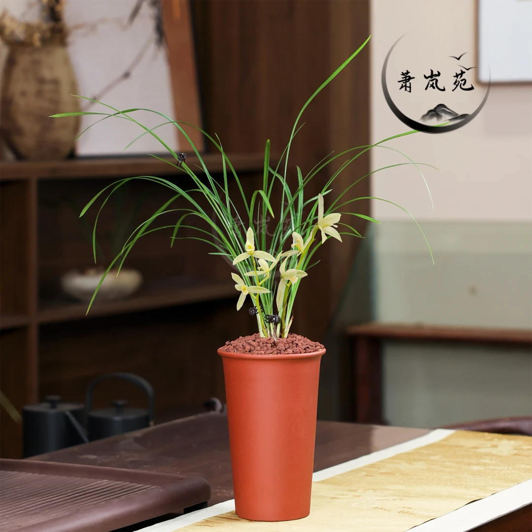 莲瓣兰【碧龙玉素】经典素心浓香型传统名贵细叶兰花云南老种种植