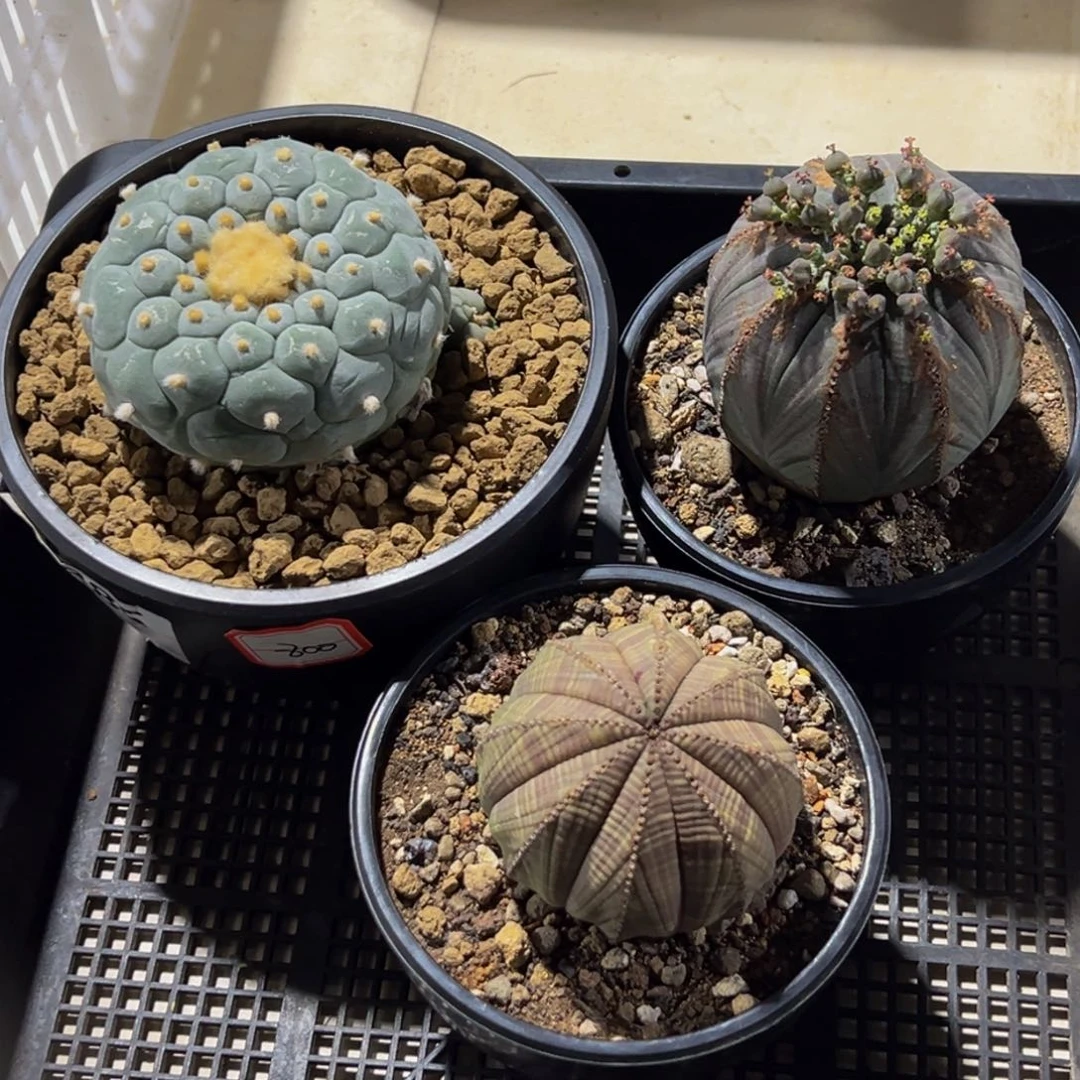 漠**狼m漠北哥专拍三个八折