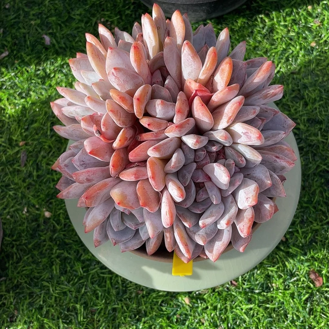 橙梦露朵朵缀化老桩多肉植物一物一拍