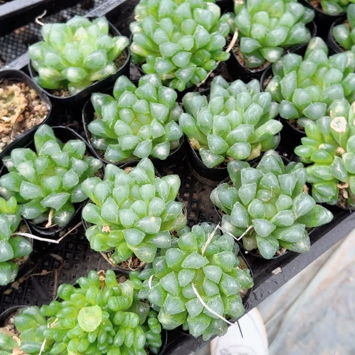 灯泡玉露多肉植物一颗