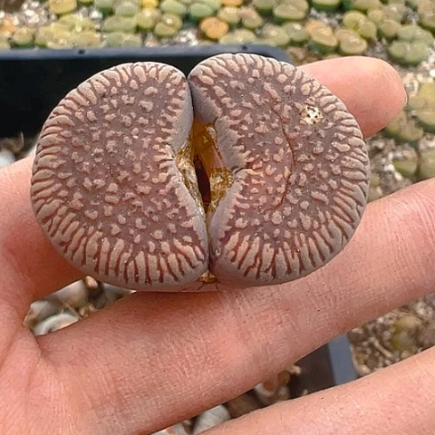 【闪购商品】25327