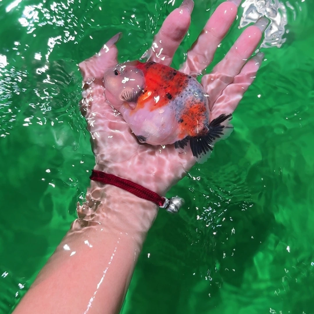 海水亚成兰寿兰寿