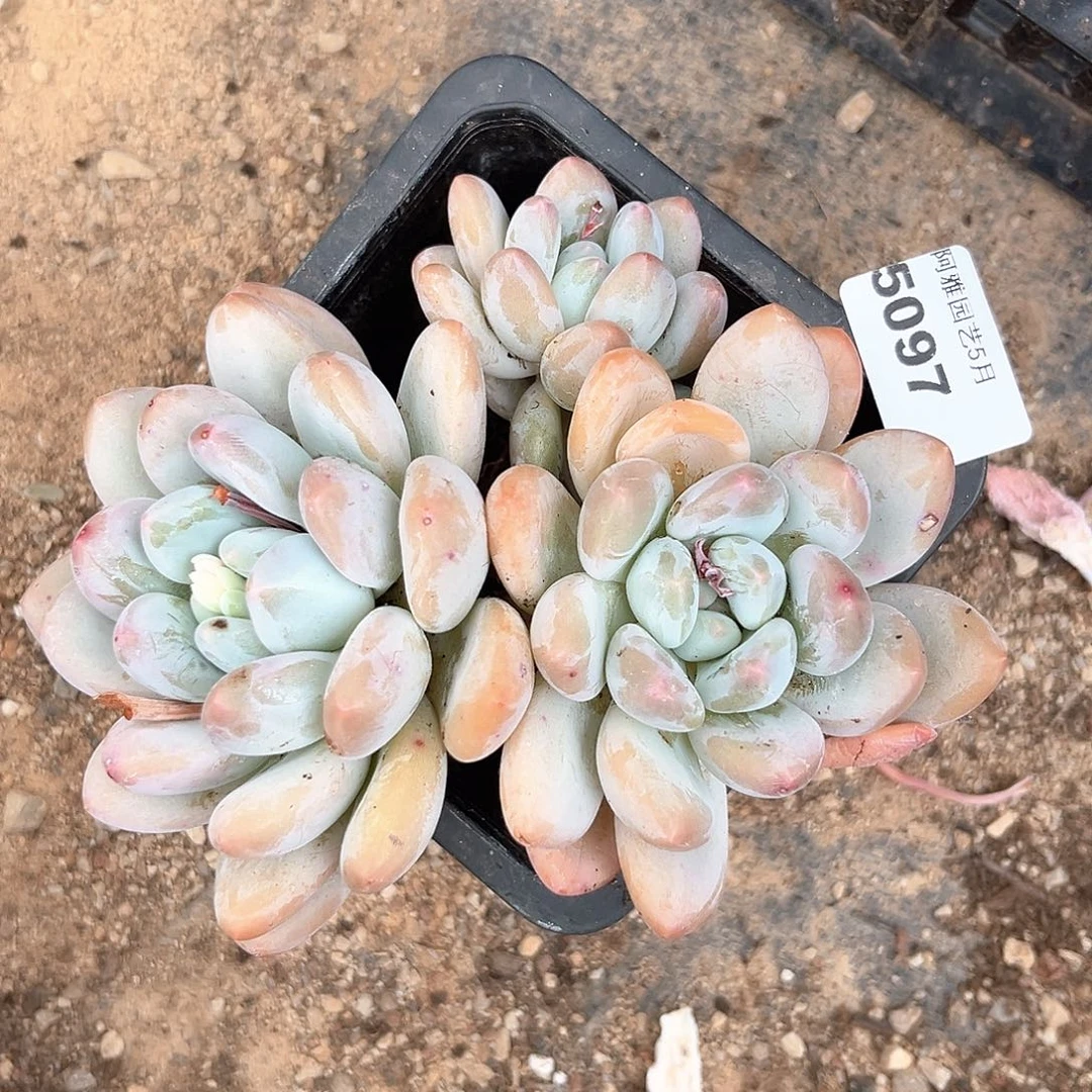 阿雅园艺。     5097