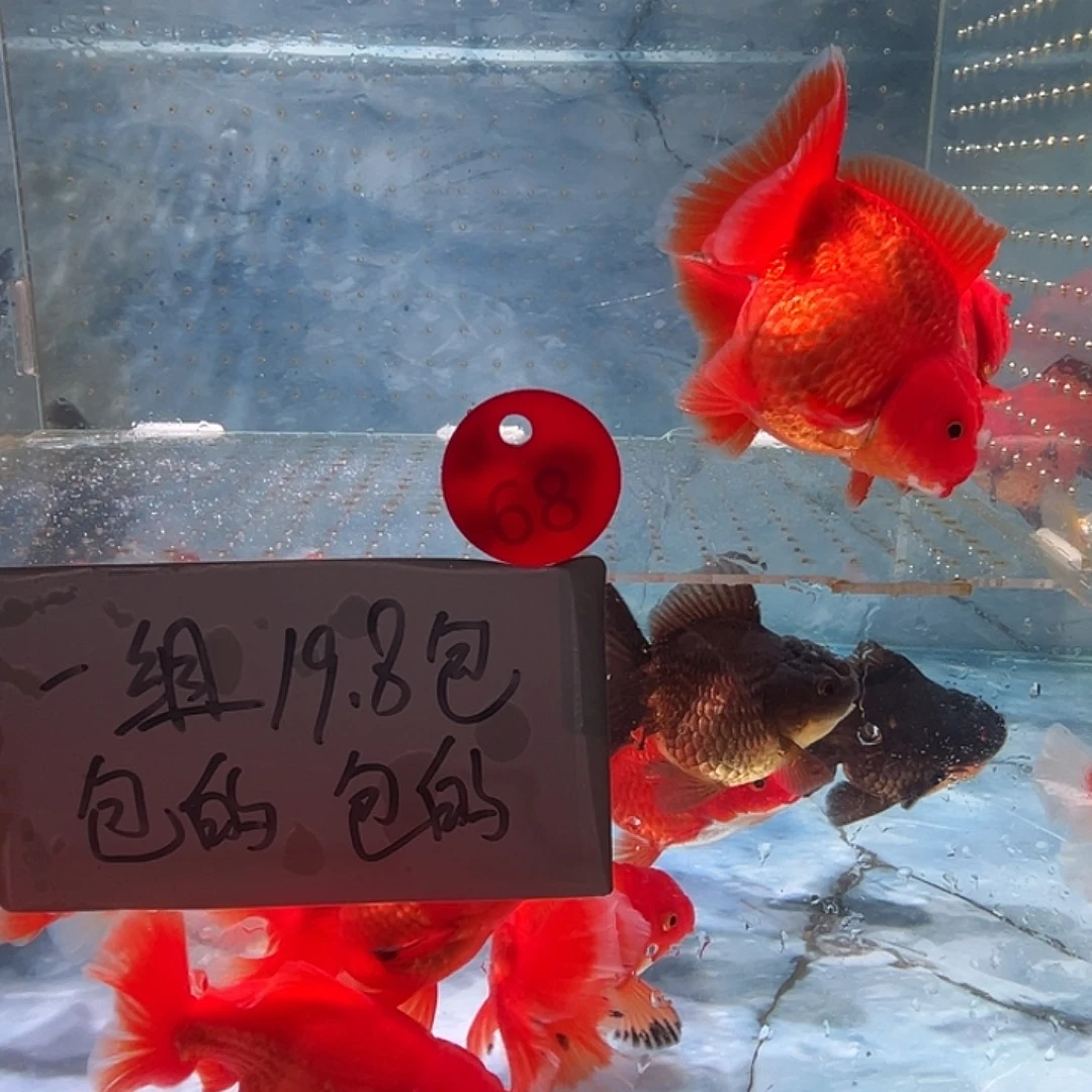 海水鱼短尾将军泰狮短尾