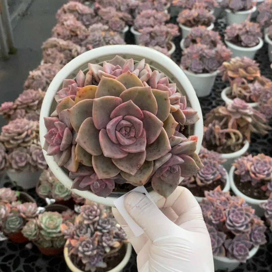 4052彩虹糖一物一拍