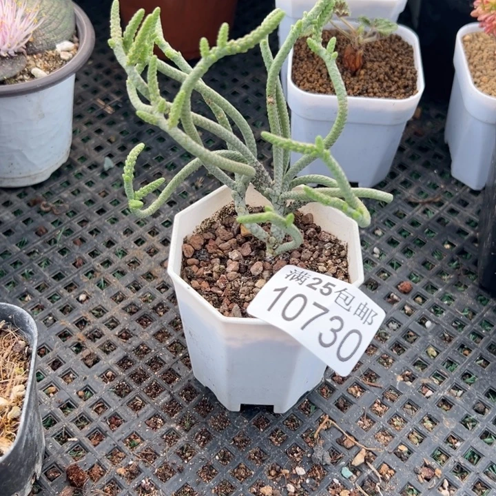 银龙730，一物一拍