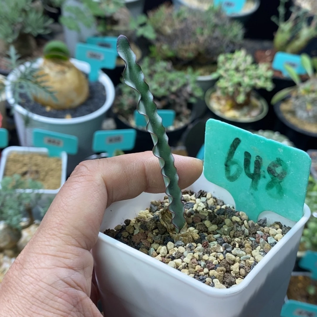 波叶雪莲产地多肉植物