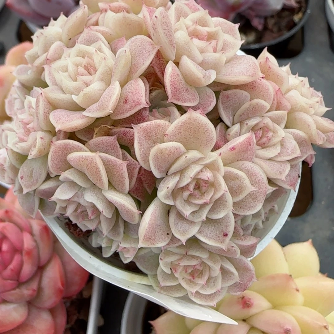 花语逸境0219-306