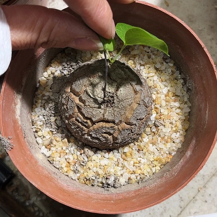 南非龟甲龙球形，潮流植物