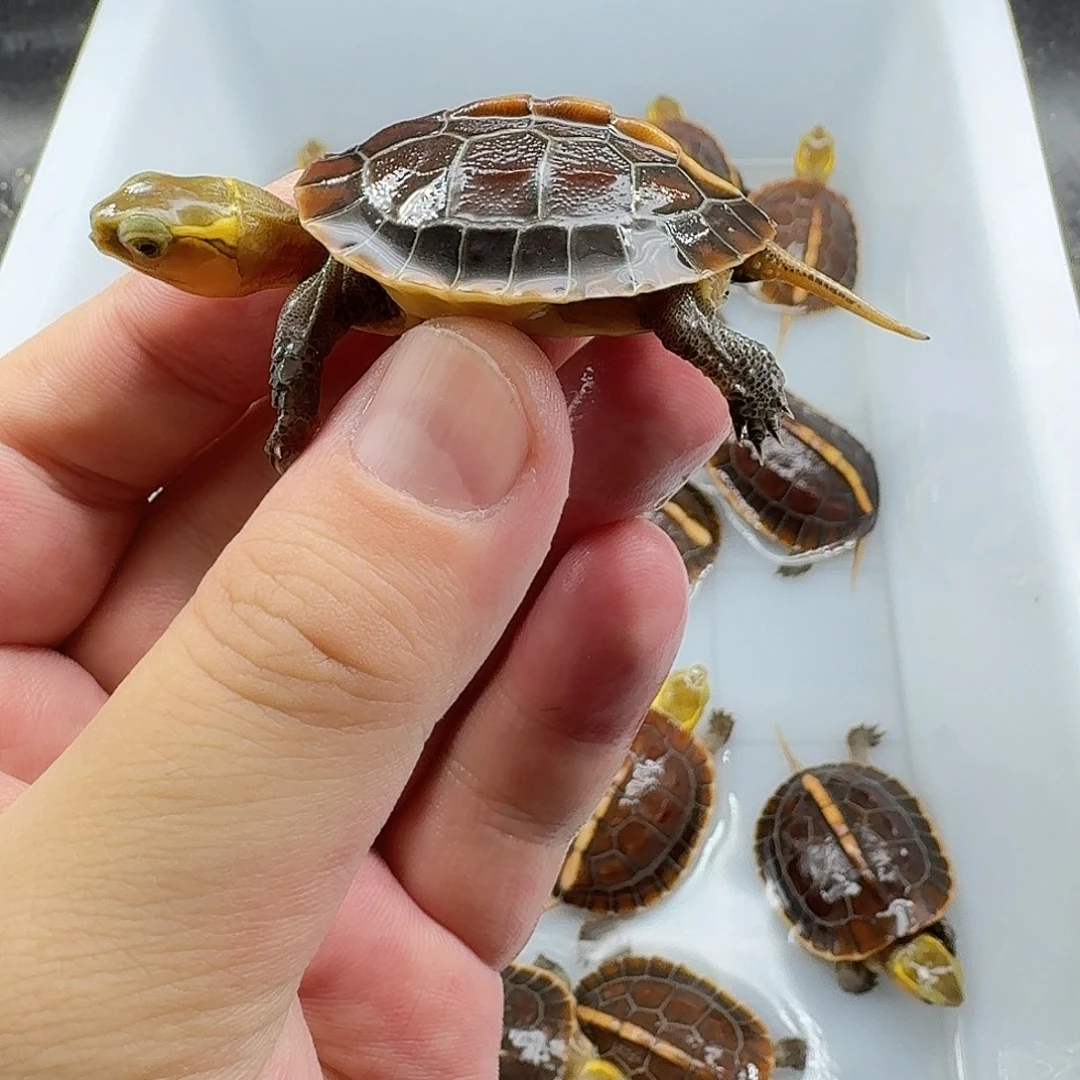 不分公母宠物龟弱连头短体高背