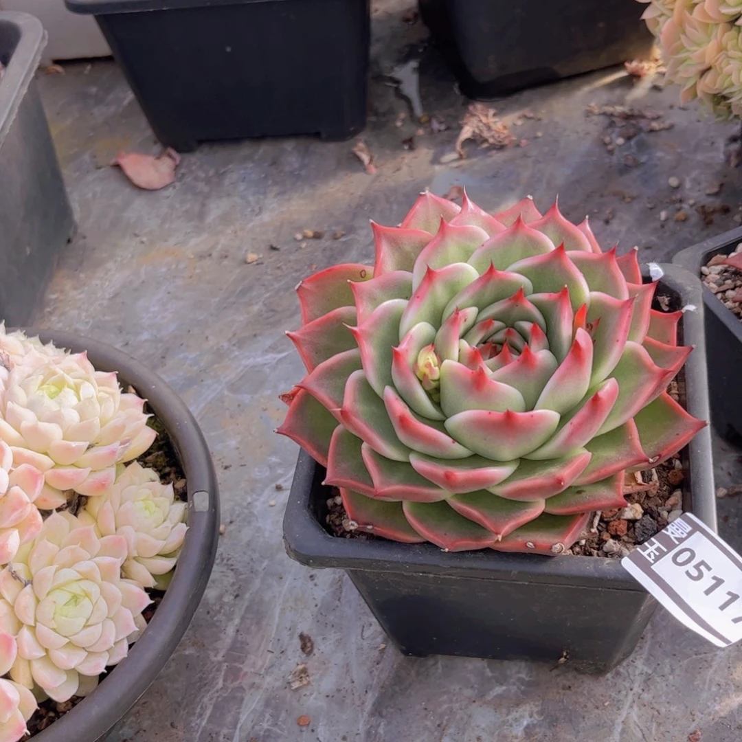 蓝龙杂多肉植物05117