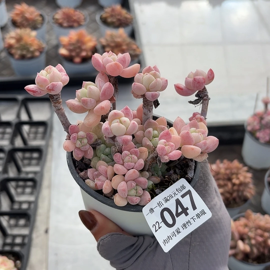 粉香水无盆土发货无无盆土