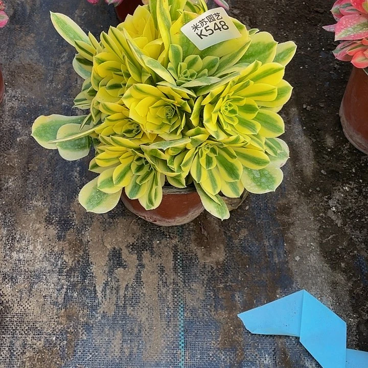 548多肉植物和植物