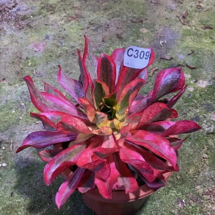 魅影多肉植物309