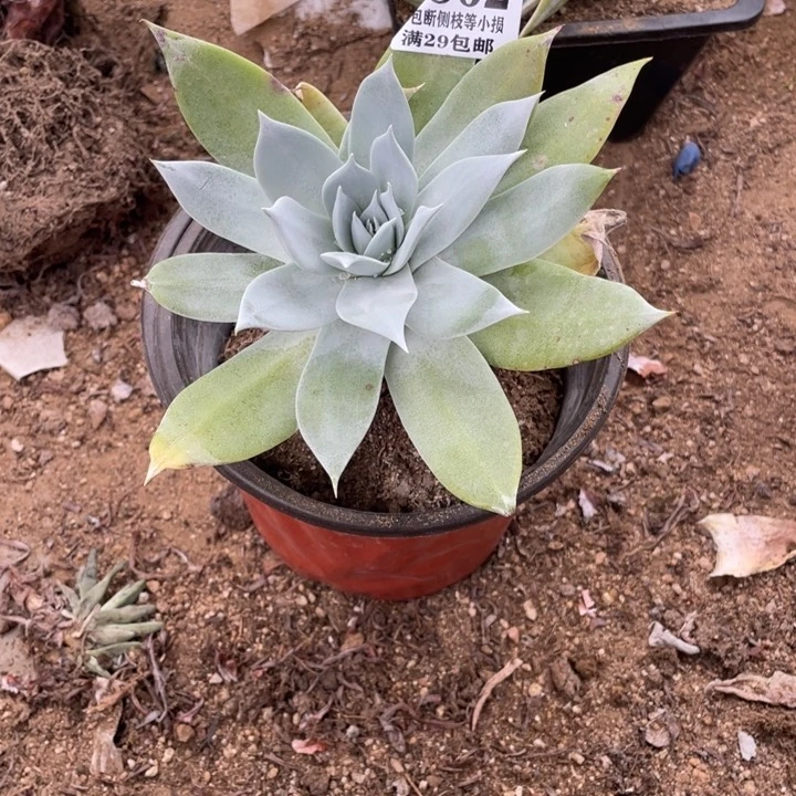 862号雪山多肉植物