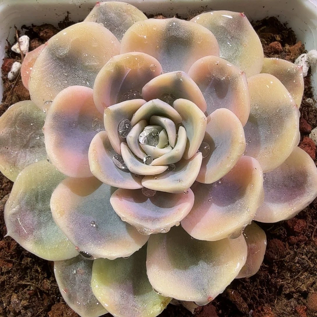 汉堡锦，多肉植物。