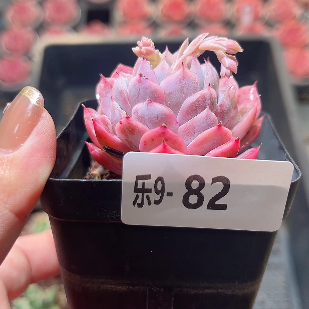 乐9-82 紫罗兰女王