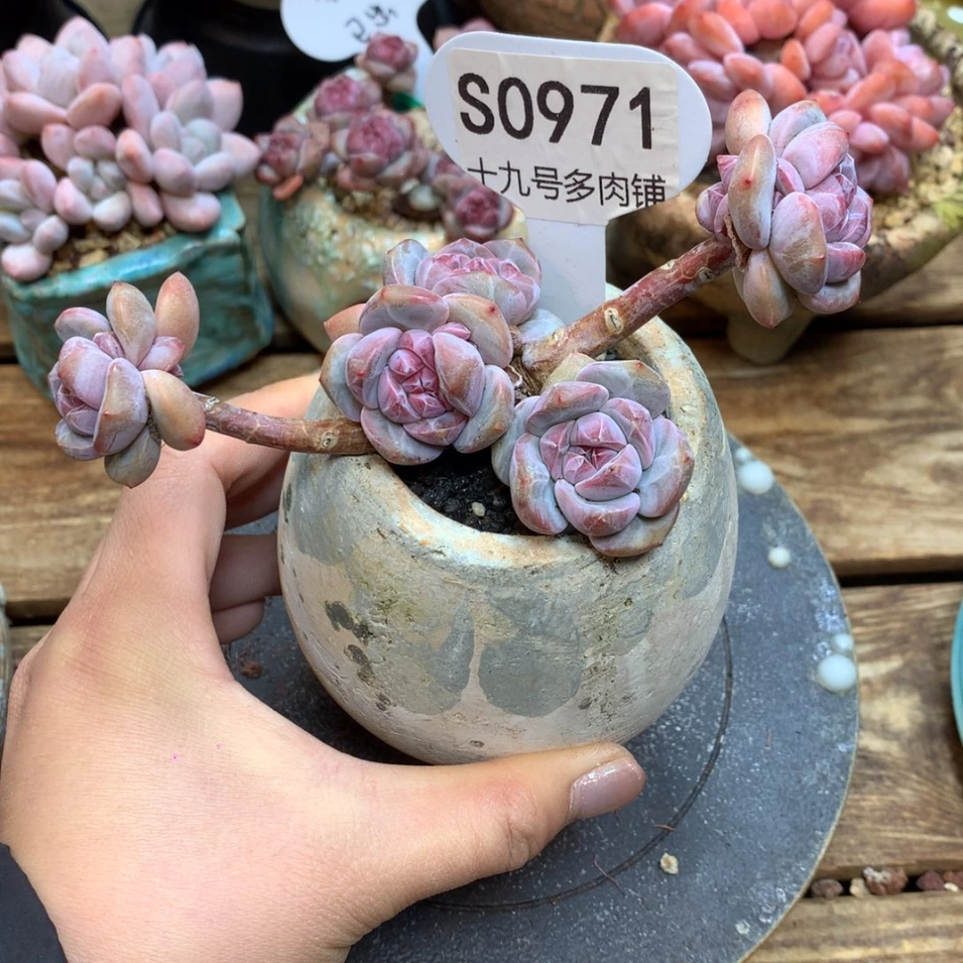 S0971 突尼斯 一头一桩 模特同款