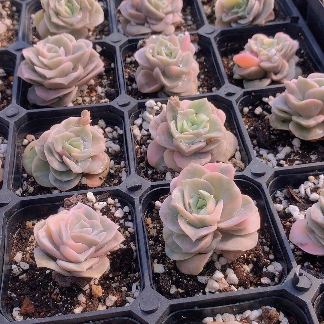 可爱玫瑰锦24567889900