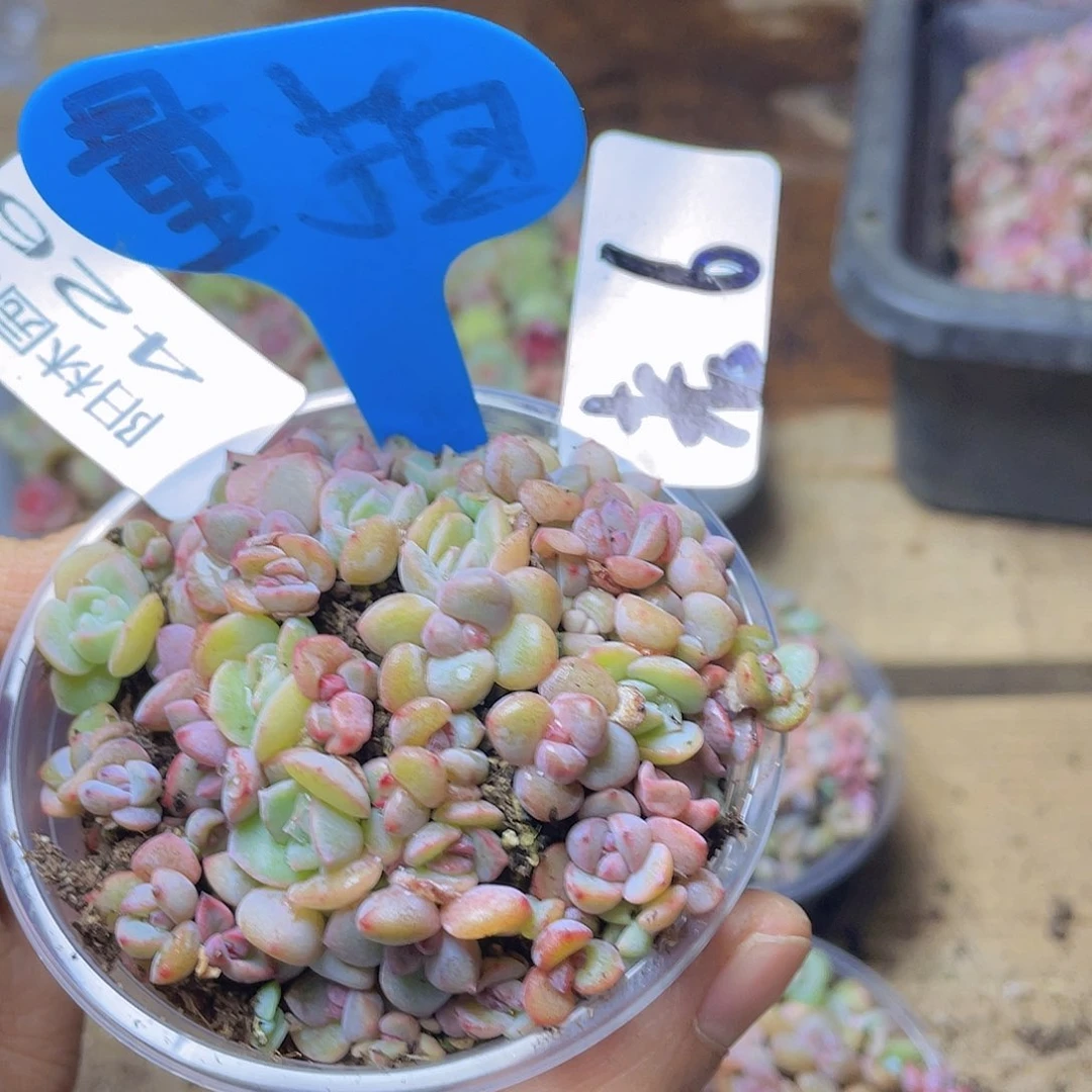 量拍多肉植物多肉植物126