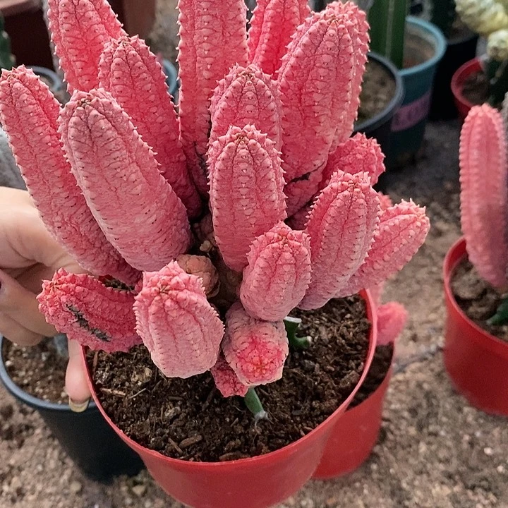 我**花花花草草花花草草