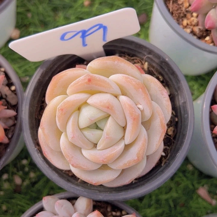 健健康康平平安安