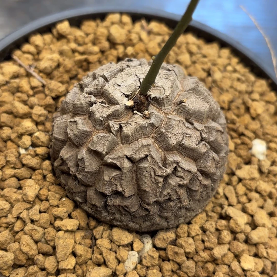 338号龟甲龙带盆包邮尺寸6